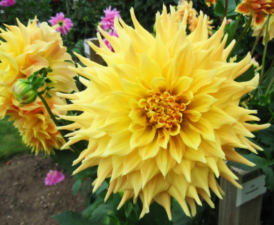 Dahlia ' YAMABIRAKI '  (G.D.)  Konishi  Jap.  1999  National Dahlia Collection, Cornwall   (David Brown)